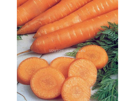 Семена за моркови Самсон  (SAMSON ) BJ