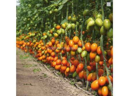Семена Жълт домат KS 1430