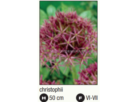 Декоративен лук Allium christophii - 1 бр.