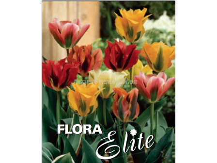 Лале микс/ Tulipa viridiflora mixed - Пакет с 7 бр.