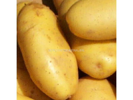 Seme Kartofi Spunta 5kg Kartofi Sortovisemena Bg