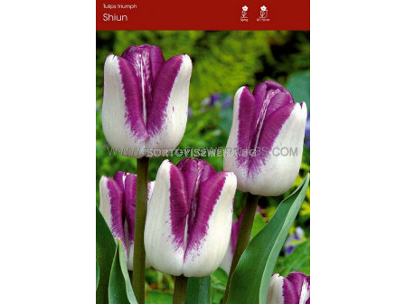 Лале/ Tulips triumph Shiun - 1 бр.