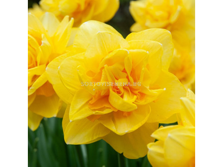 Нарцис/ DOUBLE NARCISSUS Sherborne - 1 бр.