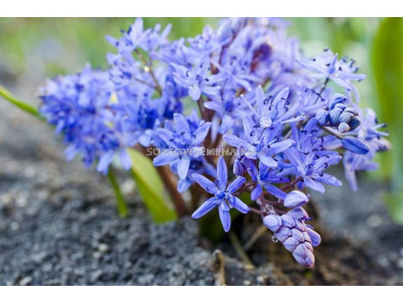 Синчец /Scilla Bifolia blue/