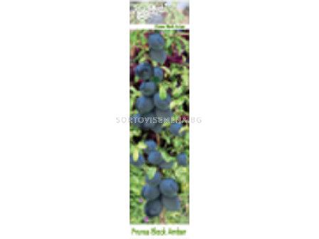 Синя слива - Prunus domestica 'Black Amber'