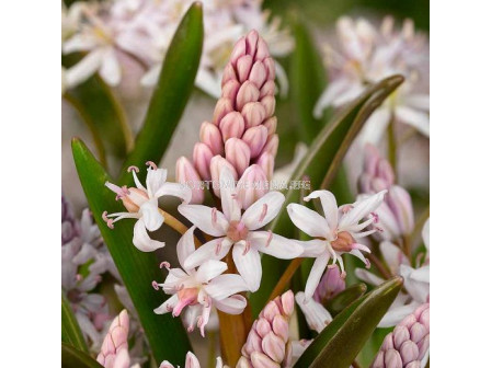 Синчец розов /Scilla Bifolia Rosea