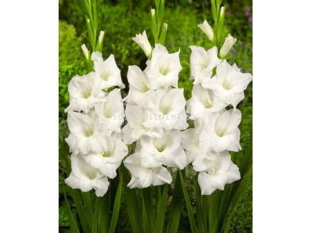 Гладиол/ Gladiolus large-flowered Snowdon 10/12 - 1 бр. 