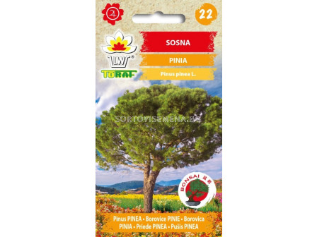 ТОРАФ БОР 10 С Sosna pinia | Pinus pinea - TF