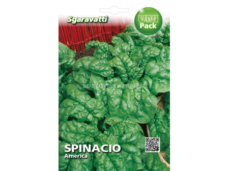Семена Спанак (Spinach) America`SG