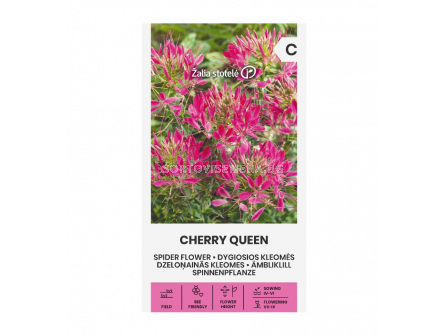 СК КЛЕОМЕ CHERRY QUEEN, CLEOME