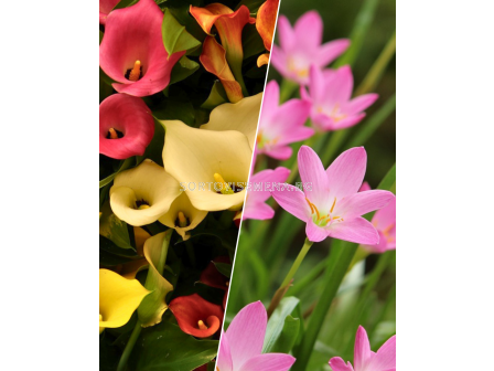 ПРОМОЦИЯ: Кала 10 бр. (микс) + Хабрантус 20 бр.(микс)