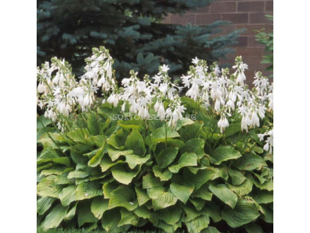 Хоста/ HOSTA Royal Standard - 1 бр. коренище