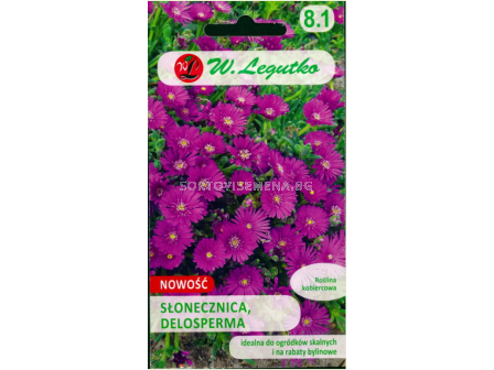 Делосперма /Delosperma ecklonis purple-pink / LG 1 оп