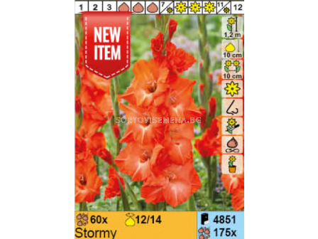 Гладиол Stormy/ Gladiolus - 1 брой