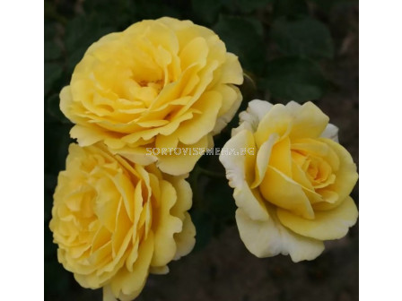 Роза Sunmaid (роза флорибунда) - Kordes- 1 брой