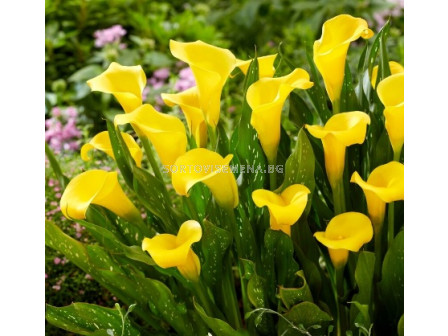 Кала Zantedeschia (Calla) 'Sunclub'® 14/16 - 1 бр