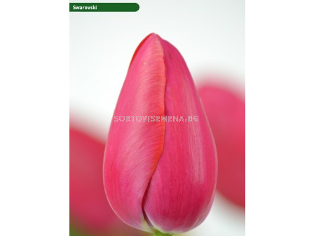 Лале/ Tulip single late Swarovski - 1 бр.