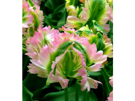 Лале /Tulip Green Wave/ 11/12