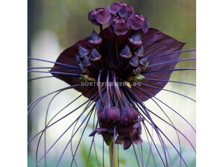 Орхидея на черния прилеп/ Tacca Chanterii black / 1 бр