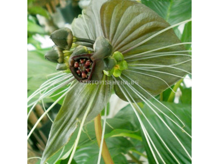 Орхидея на зеления прилеп / Tacca 'Green Isle'/ 1 бр