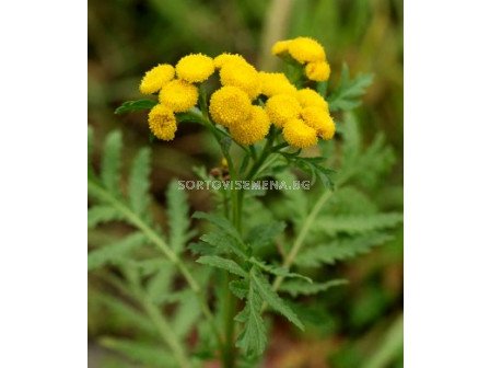 Вратига (Tanacetum vulgare) 1кг