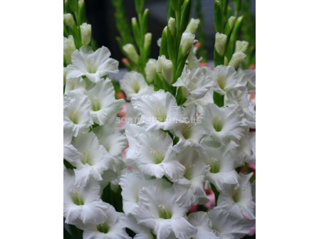 Гладиол Tarantella- Gladiolus large-flowered  'Tarantella' - 1бр.