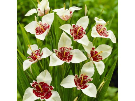 Тигридия / Tigridia pavonia 'Alba' / 1 бр