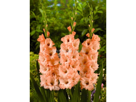 гладиол (Gladiolus) Donatella