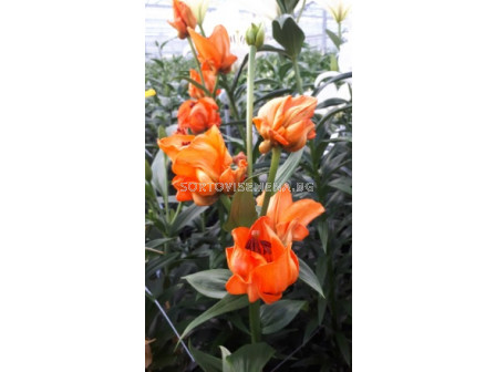 Лилиум/ Lilium la-hybrids Tintoretto 16/18 -  1 бр.