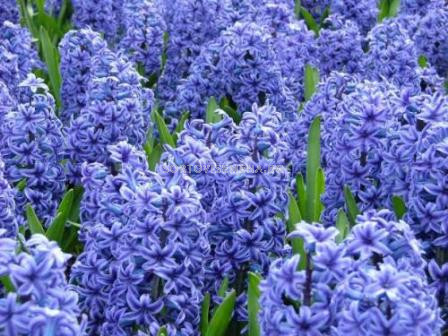 Зюмбюл Blue Star 14/15