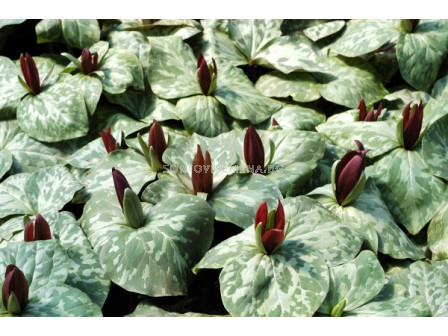 Трилиум /Trillium cuneatum/ 1 бр