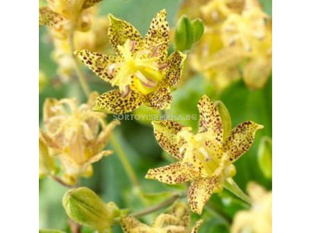 Трициртис / Tricyrtis Golden Festival / 1 бр