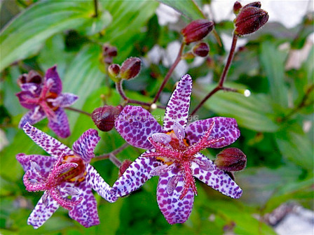 Трициртис / Tricyrtis Purple Spotted/ 1 бр