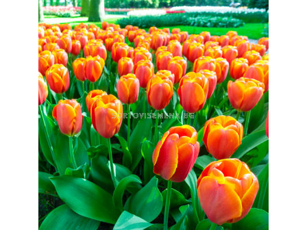 Лале/ Tulips darwinhybrid Triple A - 1 бр.