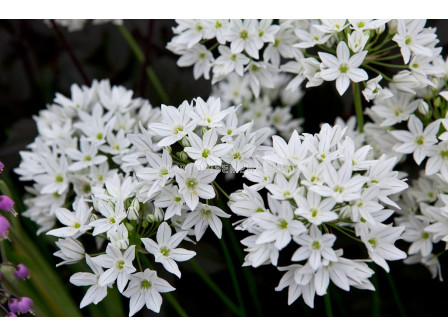 Трителея/ Triteleia 'Silver Queen - 1 бр.