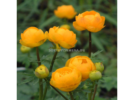 Кълбовиден цвят - Trollius Orange Princess - 1 бр 