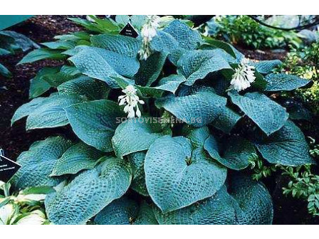 Хоста - Hosta True Blue - 1 бр