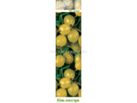 Цариградско грозде бяло (Ribes uva-crispa) - Gooseberry white