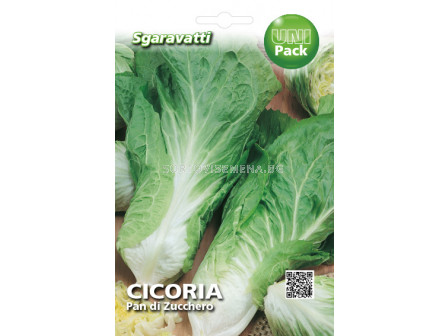 Семена Цикория (Chicory) Pan di Zucchero`SG