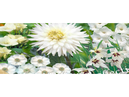 Цветен пролетен микс в бяло (100 луковици)