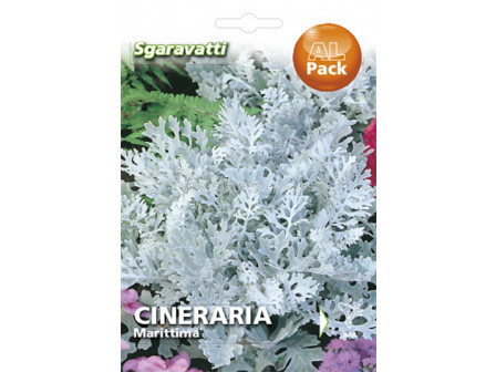 Семена Цинерария Маритима`SG - Cineraria Maritima`SG 