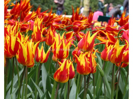 Лале Lily-flowered Firework 1бр