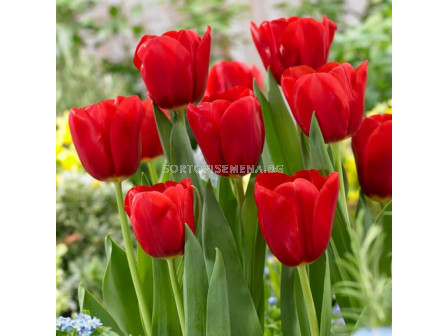 Лале /Tulip RED JIMMY/ 1 бр