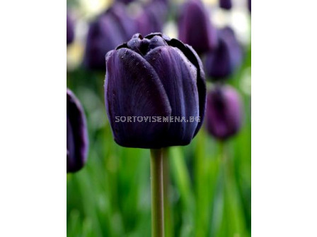 Лале (Tulip) Queen of Night 