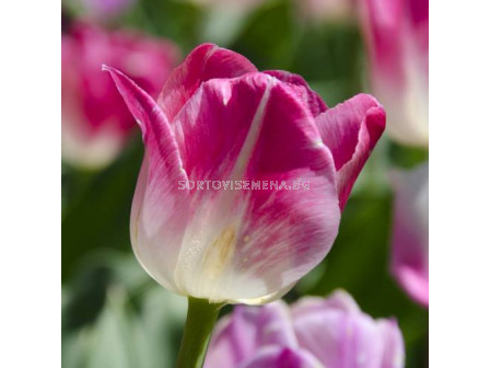 Лале/ Tulips triumph Page Polka - 1 бр.