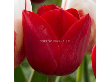 Лале/ Tulips triumph Hollandia - 1 бр.