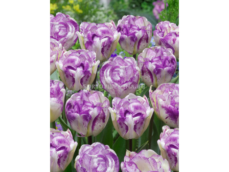 Лале/ Tulip double late Shirley Double - 1 бр.
