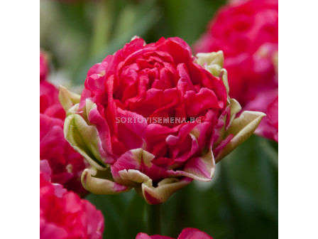 Лале/ Tulip double late 'Justina' - 1 бр.