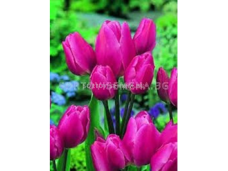 Лале (Tulip) Multiflora Happy Family 11/12