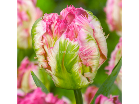 Лале/ Tulip parrot Parrot Pinkvision - 1 бр.